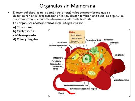 Orgánulos sin Membrana