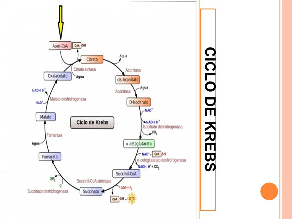 CICLO DE KREBS. - ppt video online descargar CICLO DE KREBS. - ppt video online descargar