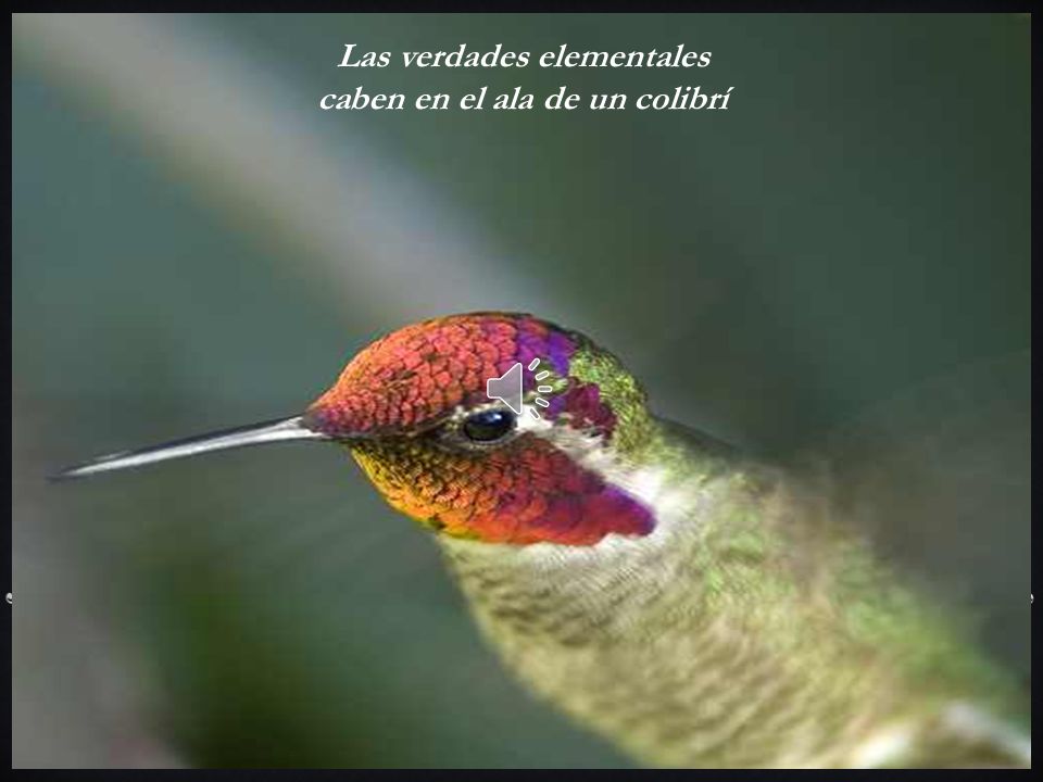 Las verdades elementales caben en el ala de un colibrí. - ppt descargar