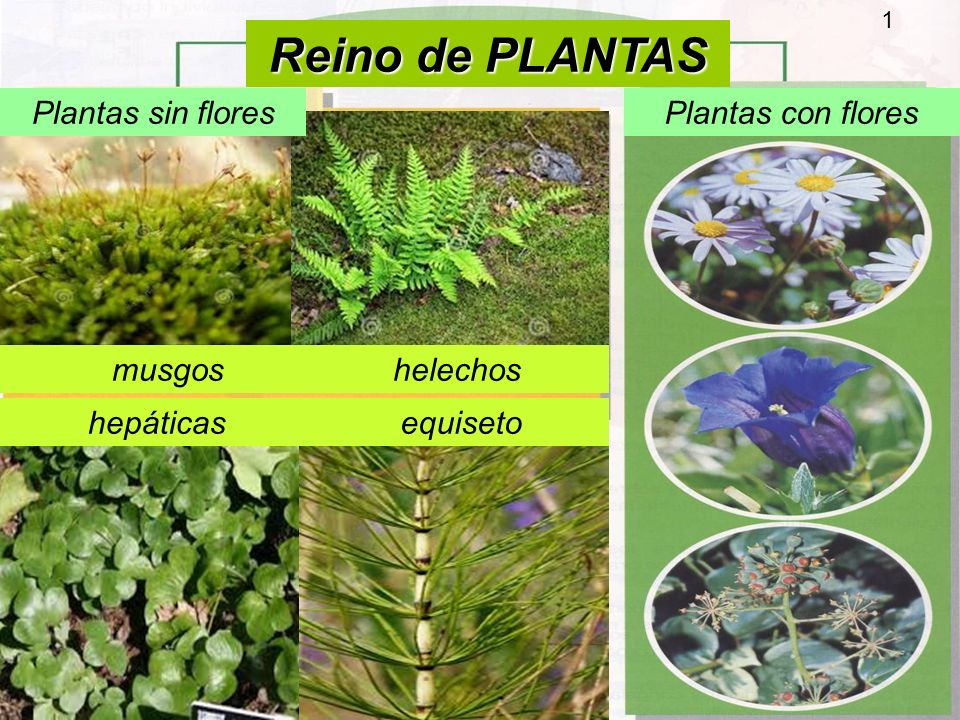 Reino de PLANTAS Plantas sin flores Plantas con flores musgos helechos -  ppt video online descargar
