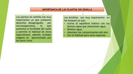 IMPORTANCIA DE LAS PLANTAS SIN SEMILLA