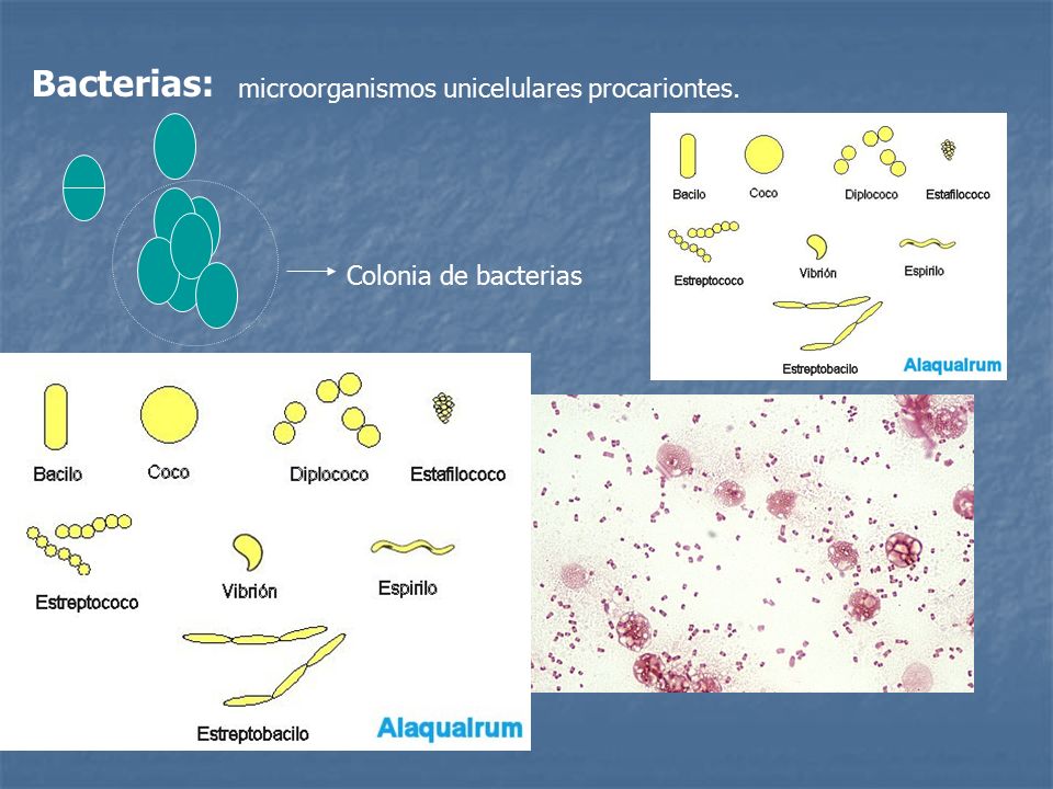 Microorganismos unicelulares procariontes. Bacterias: Escherichia coli  Colonia de bacterias. - ppt descargar