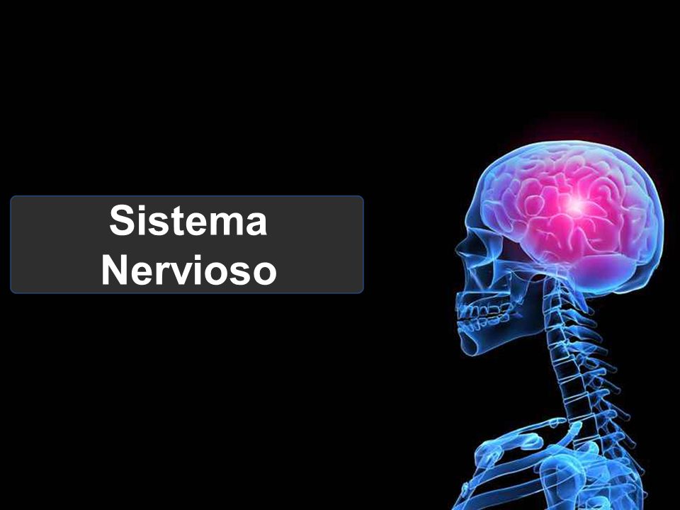 Sistema Nervioso. - ppt video online descargar