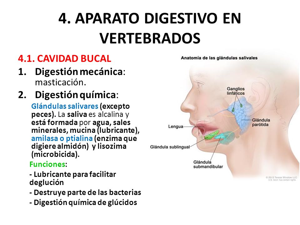 LA NUTRICIÓN EN LOS ANIMALES: LA DIGESTIÓN Y LA LA NUTRICIÓN EN LOS ANIMALES: LA DIGESTIÓN Y LA