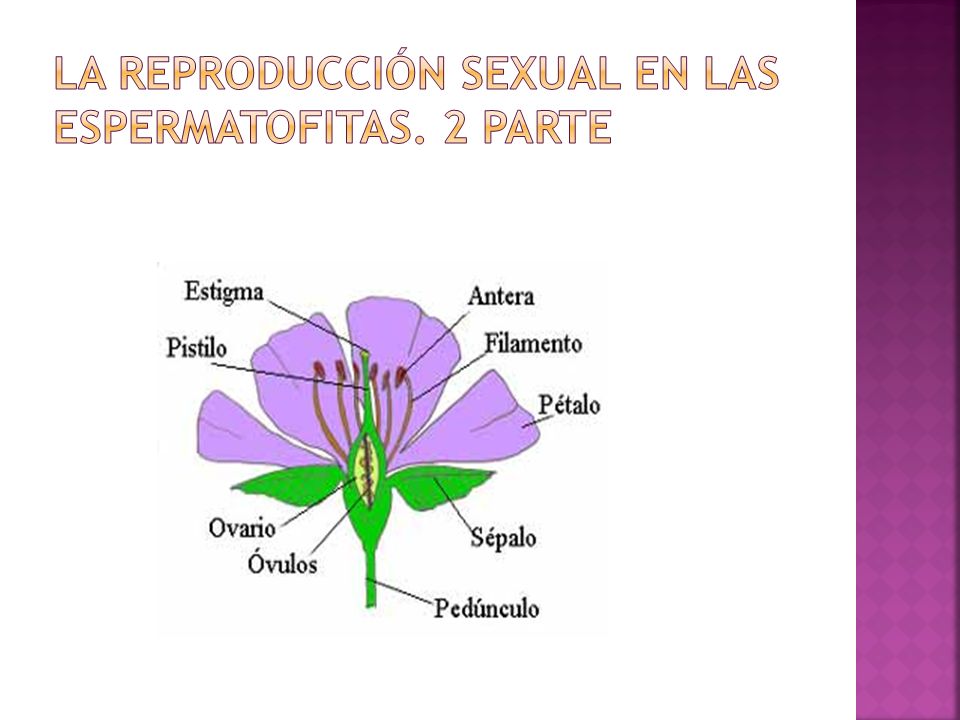 La fecundación es la unión del gameto masculino (anterozoide) y femenino  (oósfera) donde se encuentra el ovario de la flor. - ppt descargar