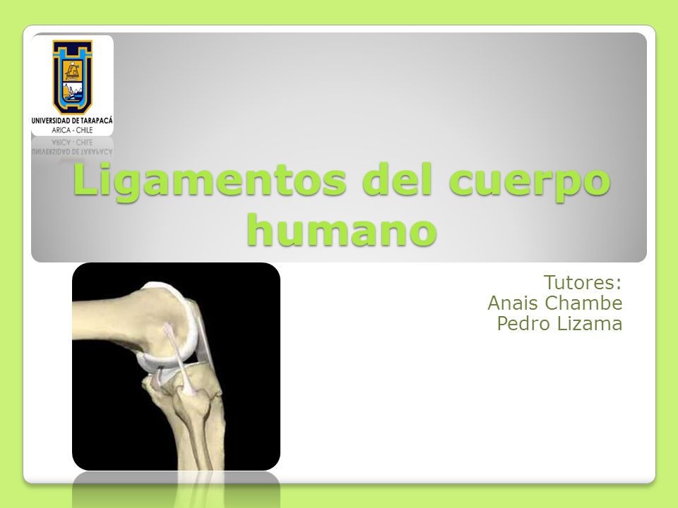 cuales música los ligamentos del espécimen humano