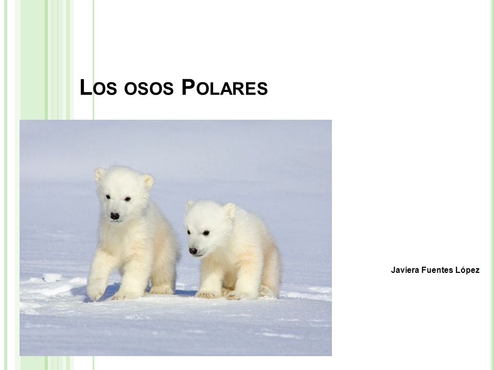 L OS OSOS P OLARES Javiera Fuentes López. Í NDICE 1.-hábitat 2.-  Alimentación de los osos Polares 3.- La muerte de los Osos Polares. - ppt  descargar
