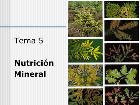 Tema 5 Nutrición Mineral.