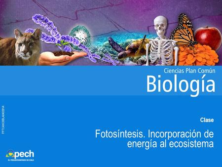 Fotosíntesis. Incorporación de energía al ecosistema