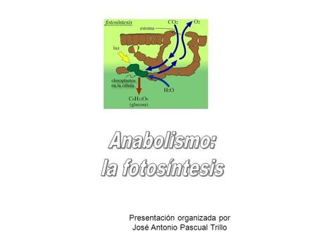 Anabolismo: la fotosíntesis Presentación organizada por