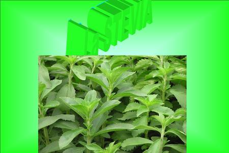 La STEVIA.