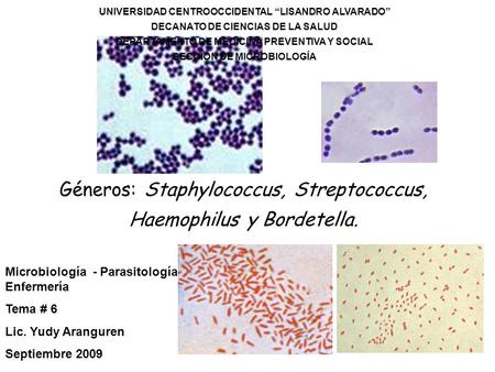 Géneros: Staphylococcus, Streptococcus, Haemophilus y Bordetella.