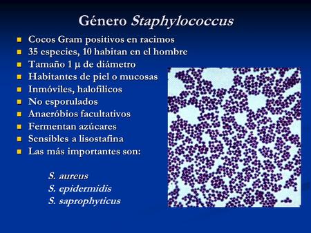 Género Staphylococcus