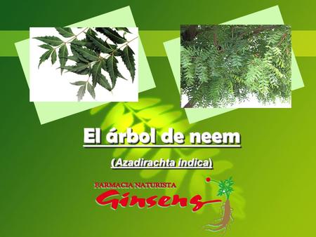 El árbol de neem (Azadirachta indica)