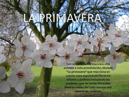 LA PRIMAVERA Con estas flores de manzano doy entrada a esta presentación, titulada “La primavera” que reacciona en cuanto nace expulsando flores en arboles.