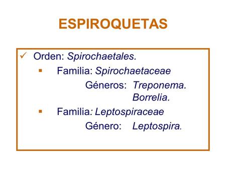 ESPIROQUETAS Orden: Spirochaetales. Familia: Spirochaetaceae