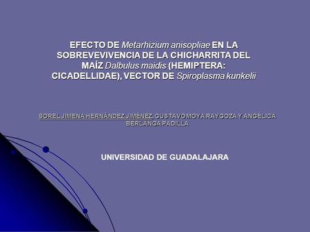 SOREL JIMENA HERNÁNDEZ JIMÉNEZ, GUSTAVO MOYA RAYGOZA Y ANGÉLICA BERLANGA PADILLA EFECTO DE Metarhizium anisopliae EN LA SOBREVEVIVENCIA DE LA CHICHARRITA.