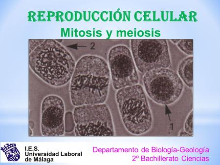 REPRODUCCIÓN CELULAR Mitosis y meiosis