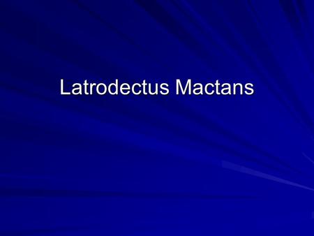 Latrodectus Mactans.