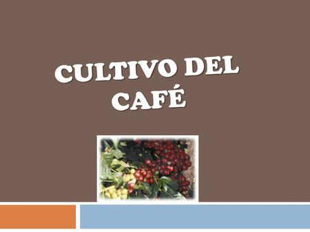 CULTIVO DEL CAFÉ.