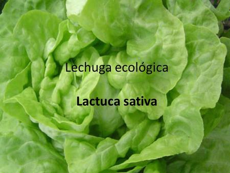 Lechuga ecológica Lactuca sativa