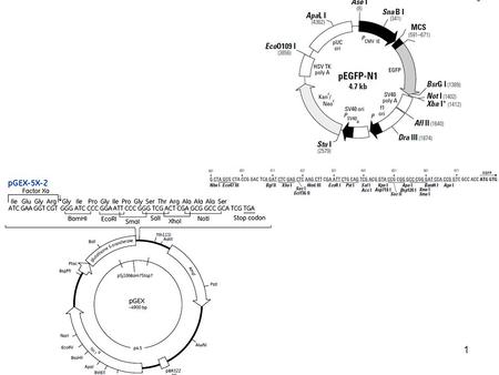 Clonación de fragmentos de DNA