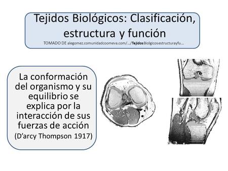 Tejidos Biológicos: Clasificación, estructura y función TOMADO DE alegomez.comunidadcoomeva.com/.../TejidosBiolgicosestructurayfu...  La conformación del.