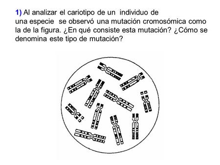 1) Al analizar el cariotipo de un  individuo de una especie  se observó una mutación cromosómica como la de la figura. ¿En qué consiste esta mutación?