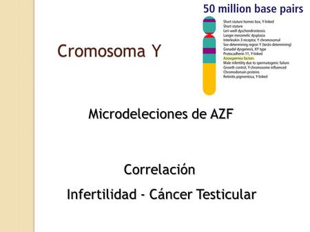 Cromosoma Y Microdeleciones de AZF Correlación