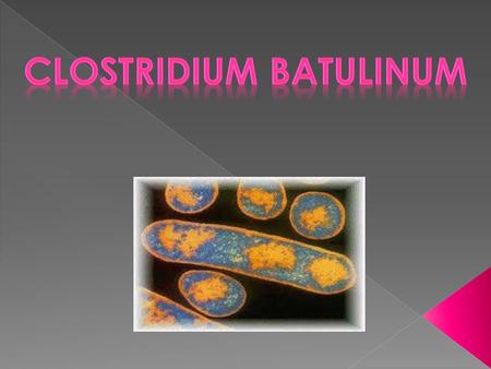 CLOSTRIDIUM BATULINUM