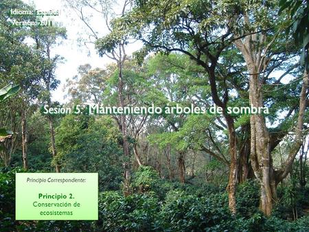 ©2009 Rainforest Alliance Sesión 5: Manteniendo árboles de sombra Idioma: Español Versión: 2011 Principio Correspondiente: Principio 2. Conservación de.