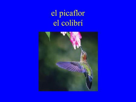 El picaflor el colibrí.