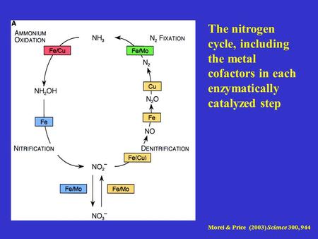 The nitrogen cycle, including the metal cofactors in each enzymatically catalyzed step Morel & Price (2003) Science 300, 944.