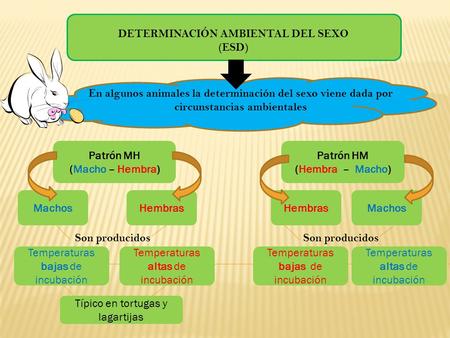 DETERMINACIÓN AMBIENTAL DEL SEXO