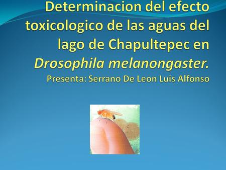 Determinacion del efecto toxicologico de las aguas del lago de Chapultepec en Drosophila melanongaster. Presenta: Serrano De Leon Luis Alfonso.