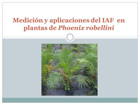 Medición y aplicaciones del IAF en plantas de Phoenix robellini