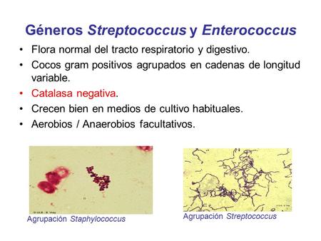Géneros Streptococcus y Enterococcus