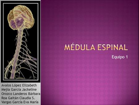 Médula espinal Equipo 1 Avalos López Elizabeth Mejía García Jackeline
