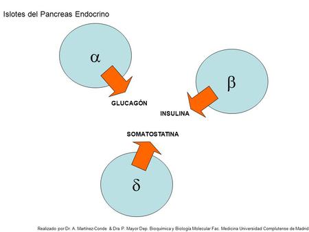    Islotes del Pancreas Endocrino GLUCAGÓN INSULINA SOMATOSTATINA