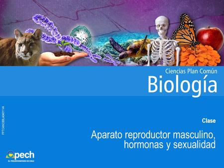 Aparato reproductor masculino, hormonas y sexualidad