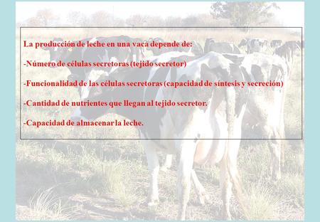 La producción de leche en una vaca depende de: -Número de células secretoras (tejido secretor) -Funcionalidad de las células secretoras (capacidad de síntesis.