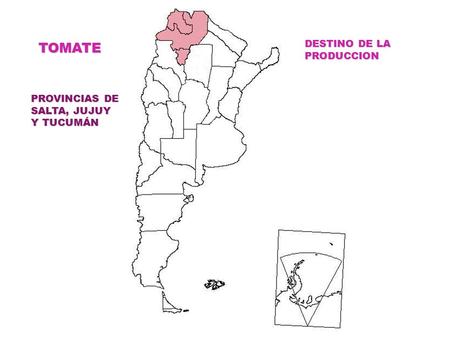 TOMATE DESTINO DE LA PRODUCCION PROVINCIAS DE SALTA, JUJUY Y TUCUMÁN.