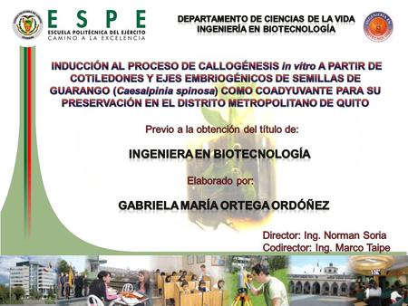Deforestación Mundial Necesidad de 18.000ha de cubierta forestal Amortiguar impactos ambientales: Limitación de los viveros en la multiplicación de forestales.
