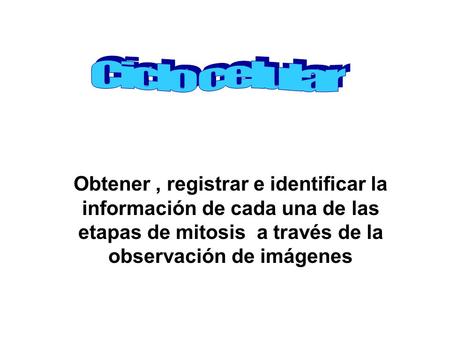 Ciclo celular Obtener , registrar e identificar la información de cada una de las etapas de mitosis a través de la observación de imágenes.