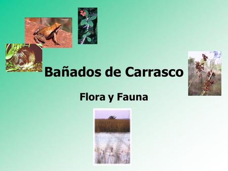 Bañados de Carrasco Flora y Fauna.