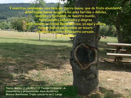 Y mientras caminamos, nos toca ser tierra buena que da fruto abundante, árbol cuyas ramas acogen a las aves heridas o débiles, levadura y fermento de.
