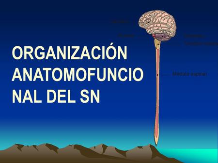 ORGANIZACIÓN ANATOMOFUNCIONAL DEL SN