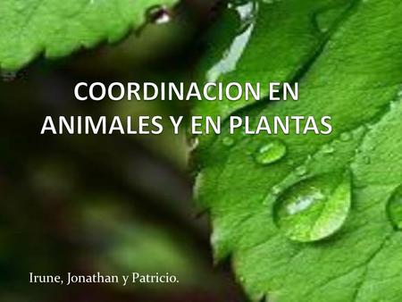 COORDINACION EN ANIMALES Y EN PLANTAS
