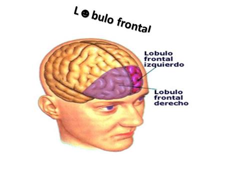 L☻bulo frontal.