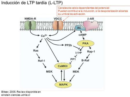 Inducción de LTP tardía (L-LTP)